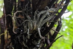 Exobasidium parvifolii