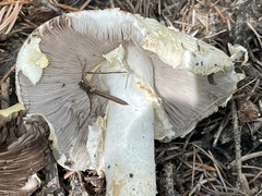 Agaricus abruptibulbus