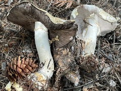 Agaricus abruptibulbus