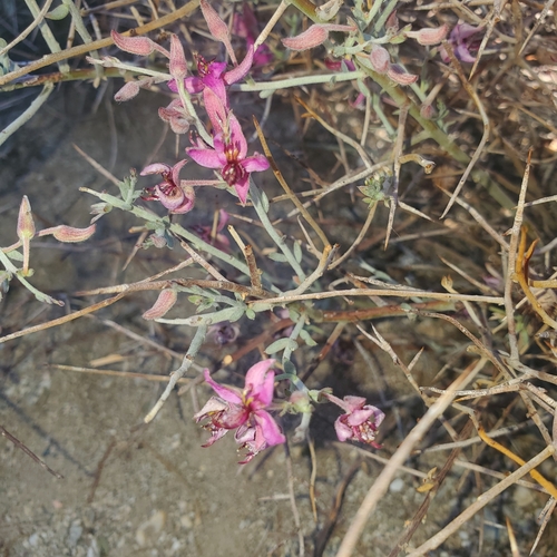 iNaturalist observation photo of White Rhatany