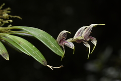 Masdevallia amanda