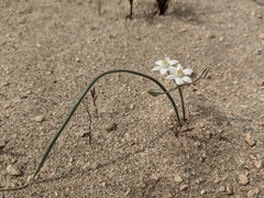 Muilla coronata