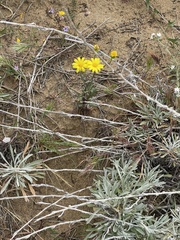 Senecio californicus
