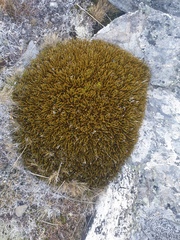 Aciphylla simplex