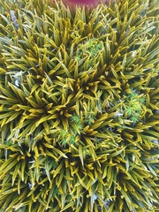 Aciphylla simplex