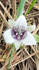 Calochortus elegans