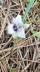 Calochortus elegans
