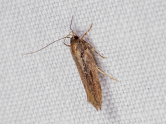 Macrobathra nephelomorpha