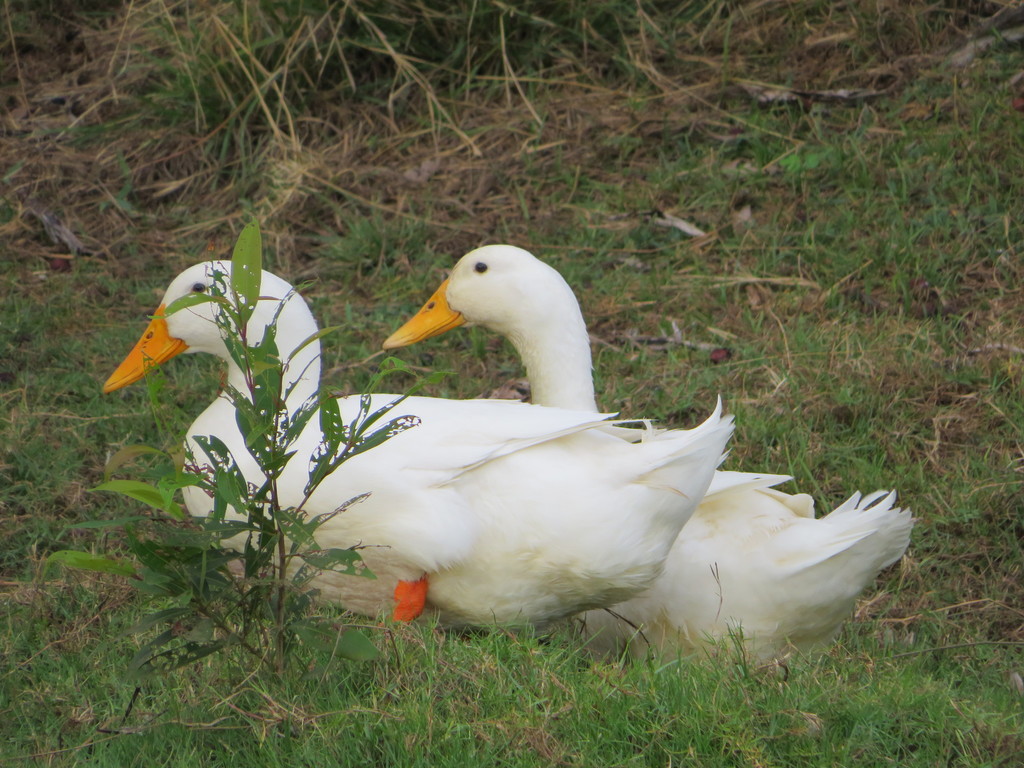 Domestic Mallard from Maui County, HI, USA on March 14, 2022 at 07:09 ...