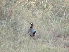 Francolinus francolinus