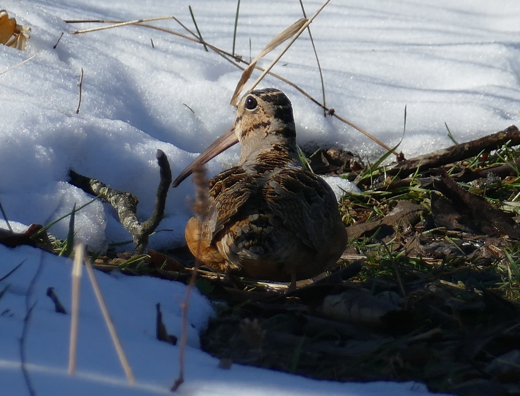 American Woodcock from Valley Bend, WV, USA on March 14, 2022 at 0943