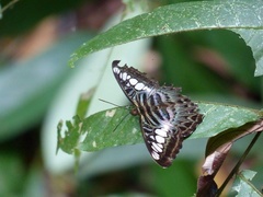Parthenos sylvia