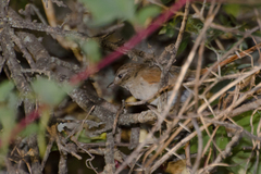 Furnariinae