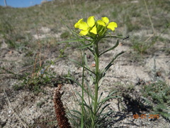 Erysimum flavum