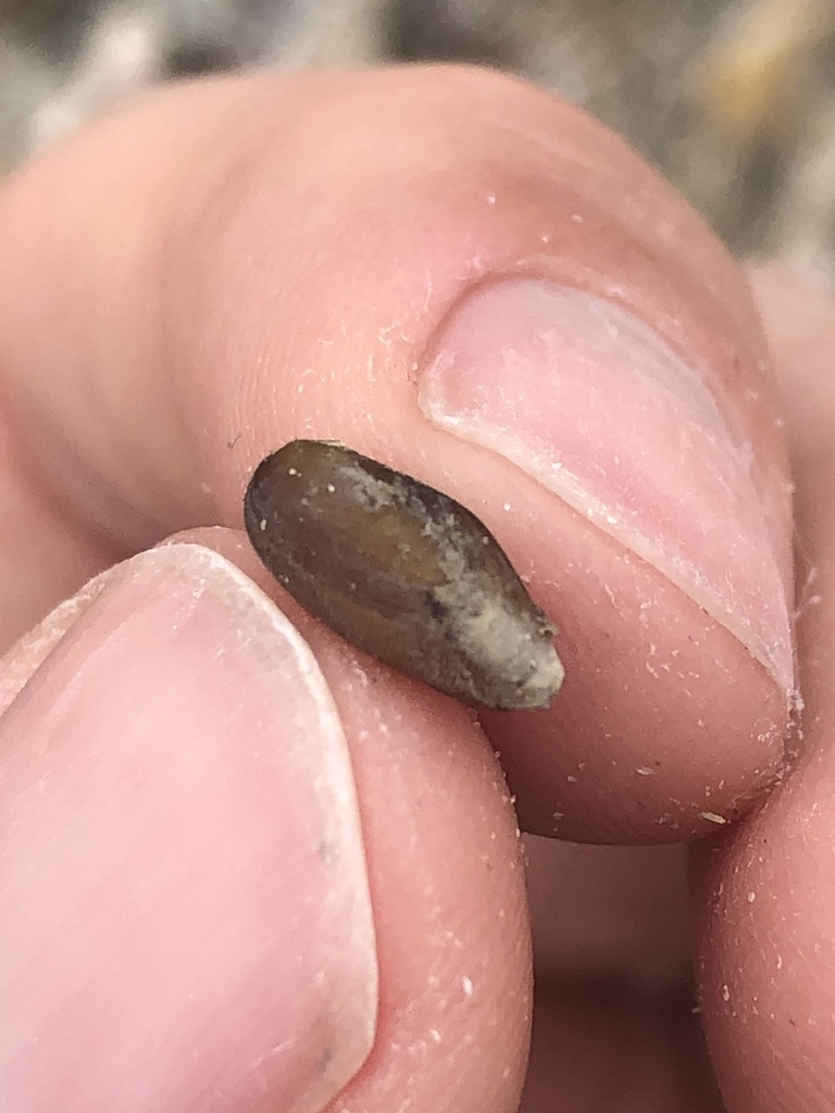 Mahogany Date Mussel