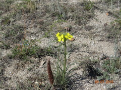 Erysimum flavum