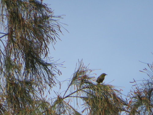 Zosterops japonicus observed 2022-03-14