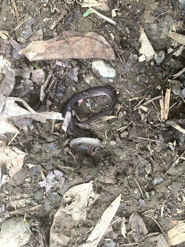 Southern Triangle-spotted Snake