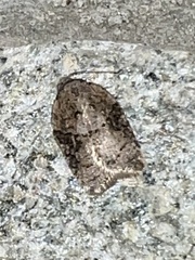Acleris chalybeana