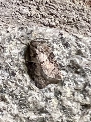 Acleris chalybeana