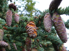 Rossmanomyces pyrolae