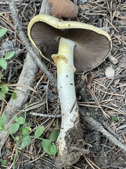 Agaricus sandianus