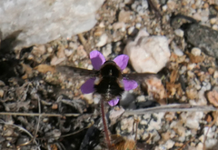 Bombylius curtirhynchus