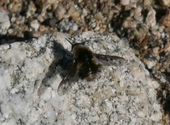 Bombylius curtirhynchus