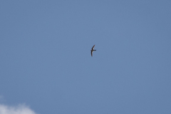 Aeronautes andecolus