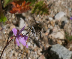 Bombylius curtirhynchus