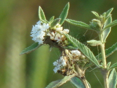 Lippia turbinata