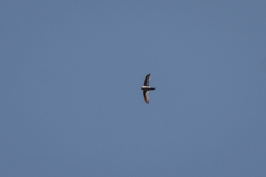 Aeronautes andecolus