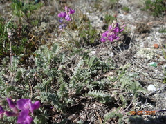 Oxytropis coerulea