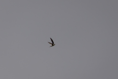 Aeronautes andecolus