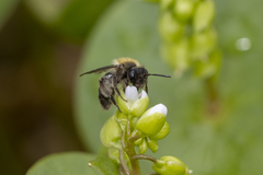 Andrena anisochlora