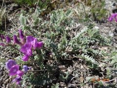 Oxytropis coerulea