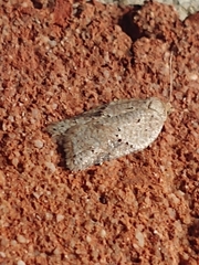 Acleris chalybeana