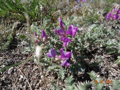 Oxytropis coerulea