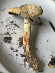Agaricus sandianus