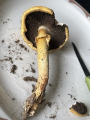 Agaricus sandianus