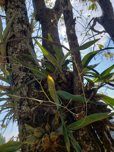 Prosthechea punctulata, photograph 3