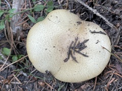 Agaricus sandianus