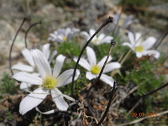 Pulsatilla tenuiloba