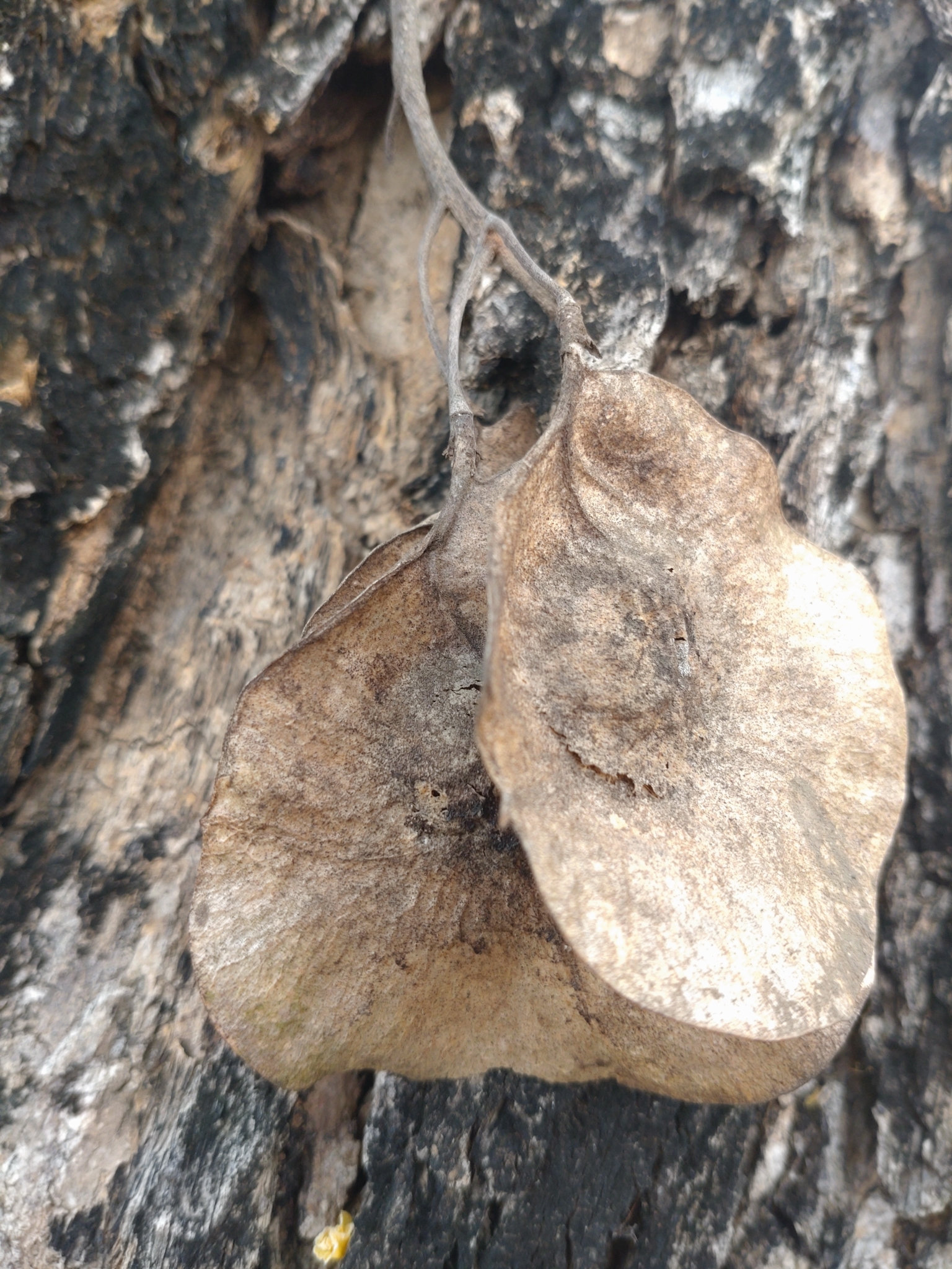 Burma Padauk (Pterocarpus macrocarpus)