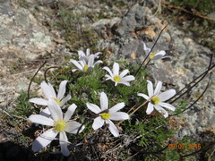 Pulsatilla tenuiloba