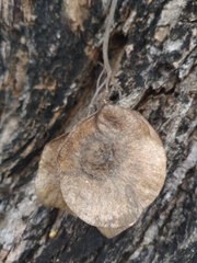 Pterocarpus macrocarpus, photograph (c) Utain Pummarin, some rights reserved (CC BY)
