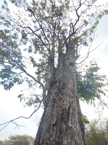 Pterocarpus macrocarpus, photograph 3