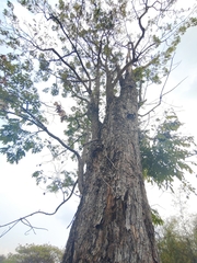 Pterocarpus macrocarpus, photograph (c) Utain Pummarin, some rights reserved (CC BY)