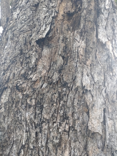 Pterocarpus macrocarpus, photograph 4