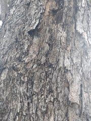 Pterocarpus macrocarpus, photograph (c) Utain Pummarin, some rights reserved (CC BY)
